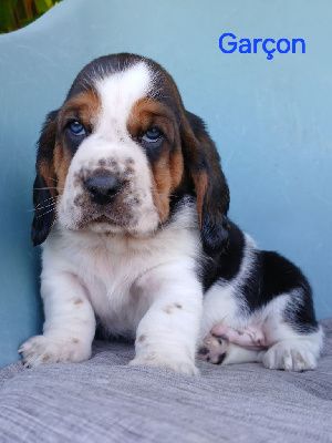 CHIOT 2