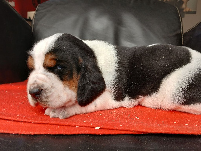CHIOT 1
