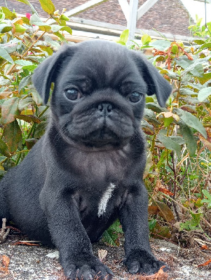 CHIOT 2