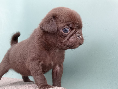 CHIOT 2