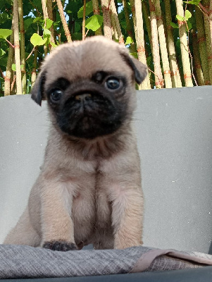 CHIOT 3
