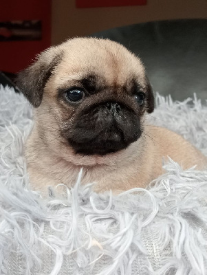 CHIOT 2