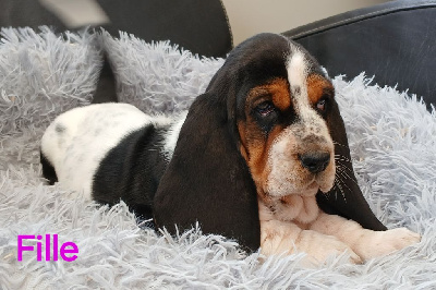 CHIOT 8