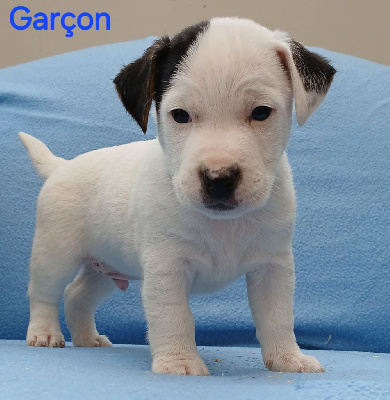 CHIOT 2