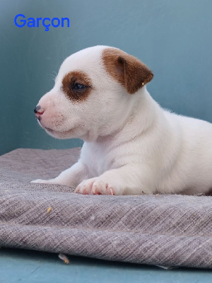 CHIOT 1