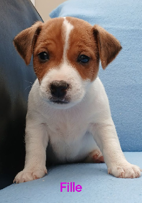 CHIOT 5