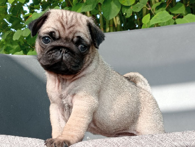 CHIOT 1