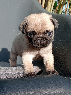CHIOT 4