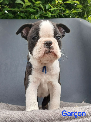Bleu