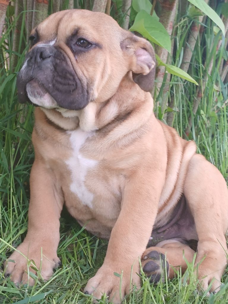 du domaine de la Rocherie - Bulldog Anglais - Portée née le 14/01/2025
