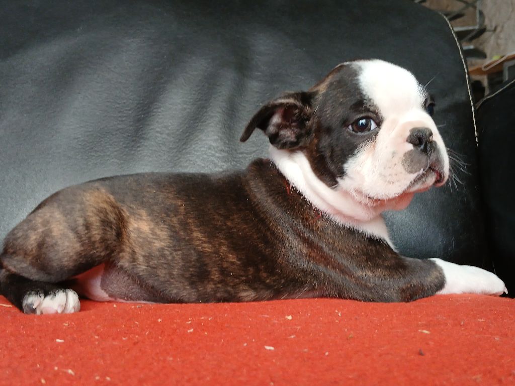 du domaine de la Rocherie - Boston Terrier - Portée née le 02/05/2025