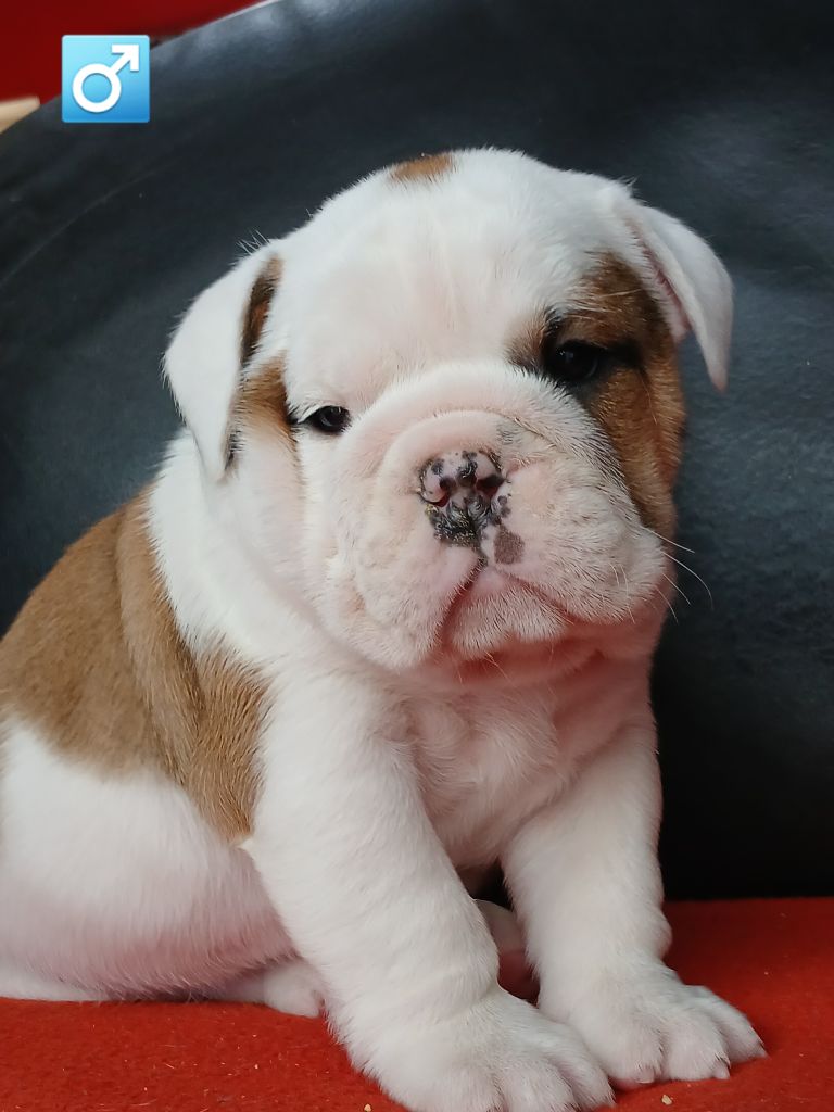 du domaine de la Rocherie - Chiots disponibles - Bulldog Anglais