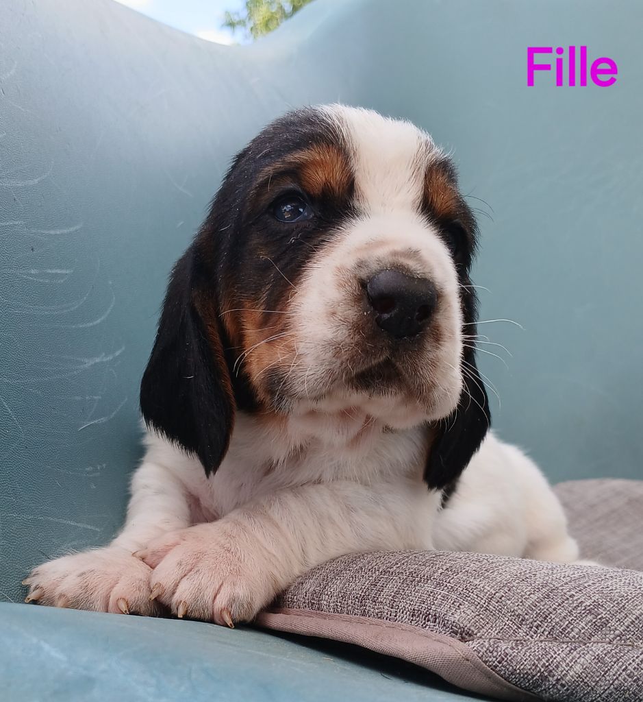 du domaine de la Rocherie - Chiots disponibles - Basset Hound