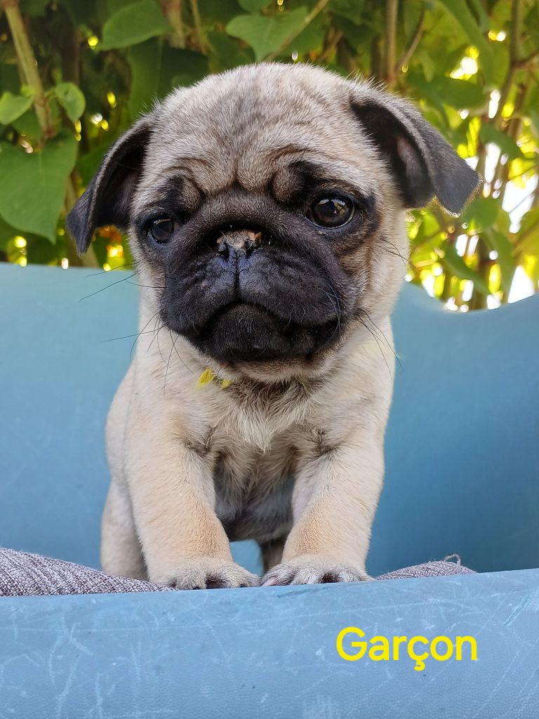du domaine de la Rocherie - Chiots disponibles - Carlin