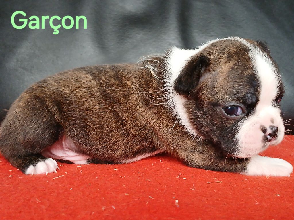 du domaine de la Rocherie - Chiots disponibles - Boston Terrier
