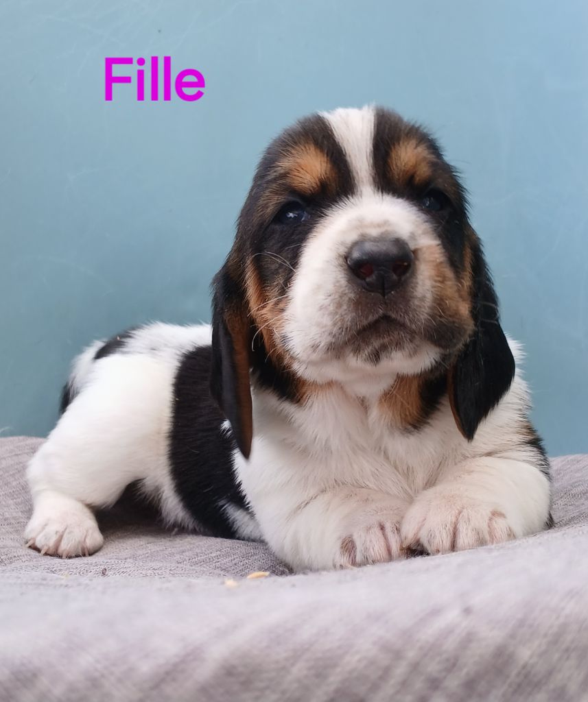 du domaine de la Rocherie - Chiots disponibles - Basset Hound
