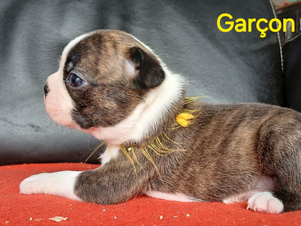du domaine de la Rocherie - Chiots disponibles - Boston Terrier