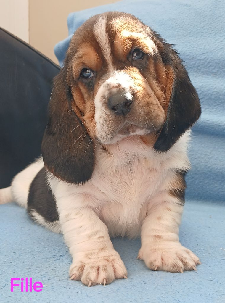 du domaine de la Rocherie - Chiots disponibles - Basset Hound