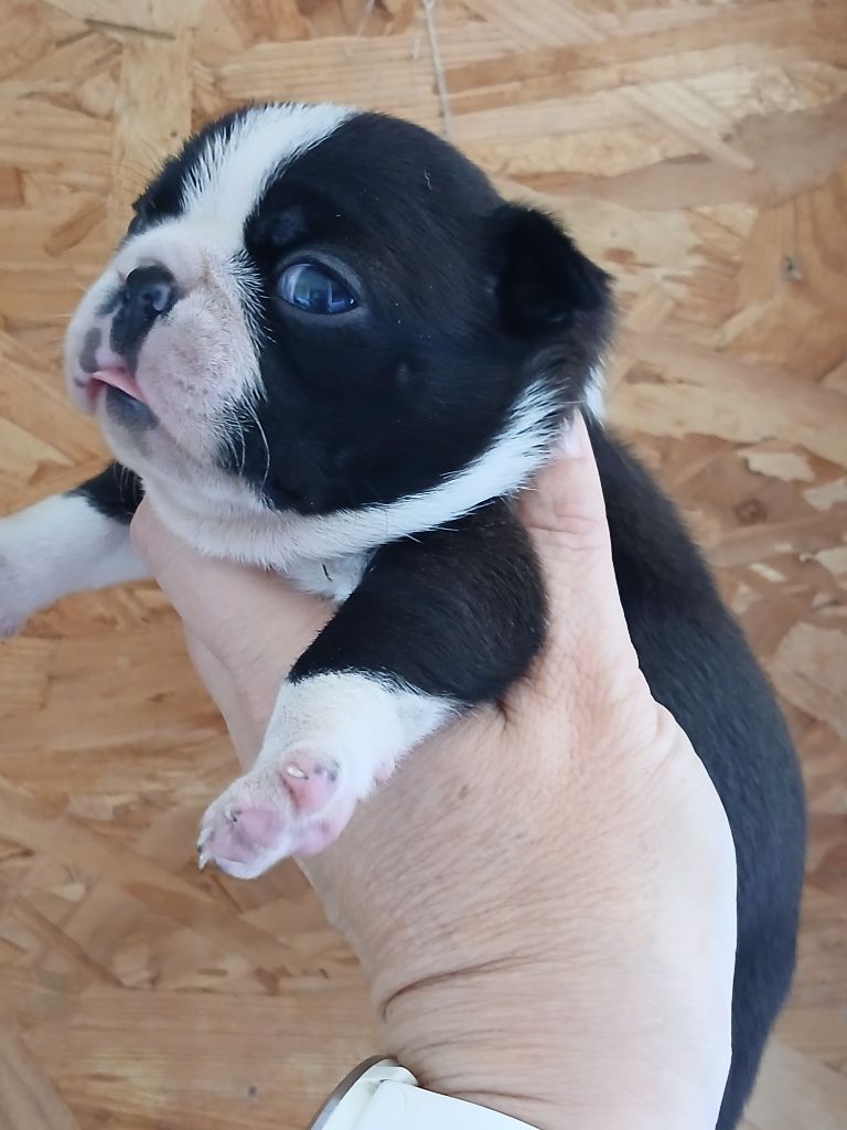 du domaine de la Rocherie - Chiots disponibles - Boston Terrier