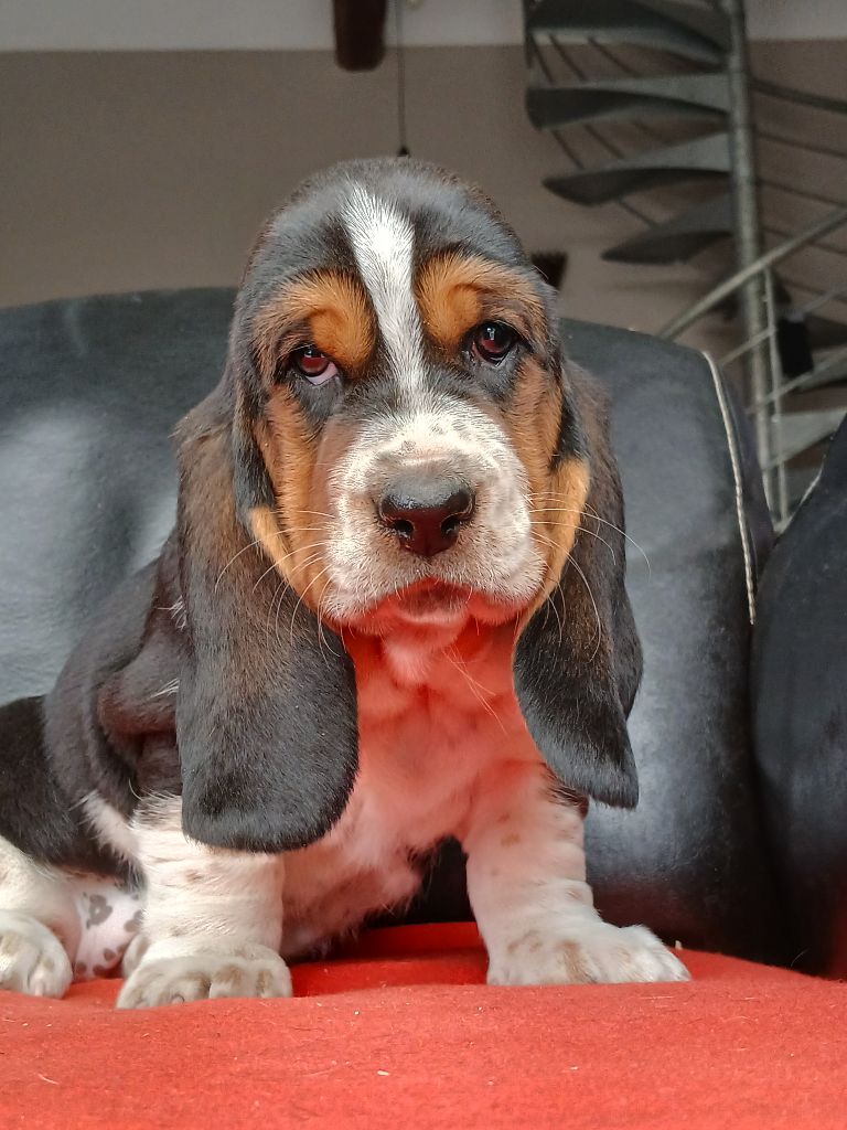 du domaine de la Rocherie - Chiots disponibles - Basset Hound