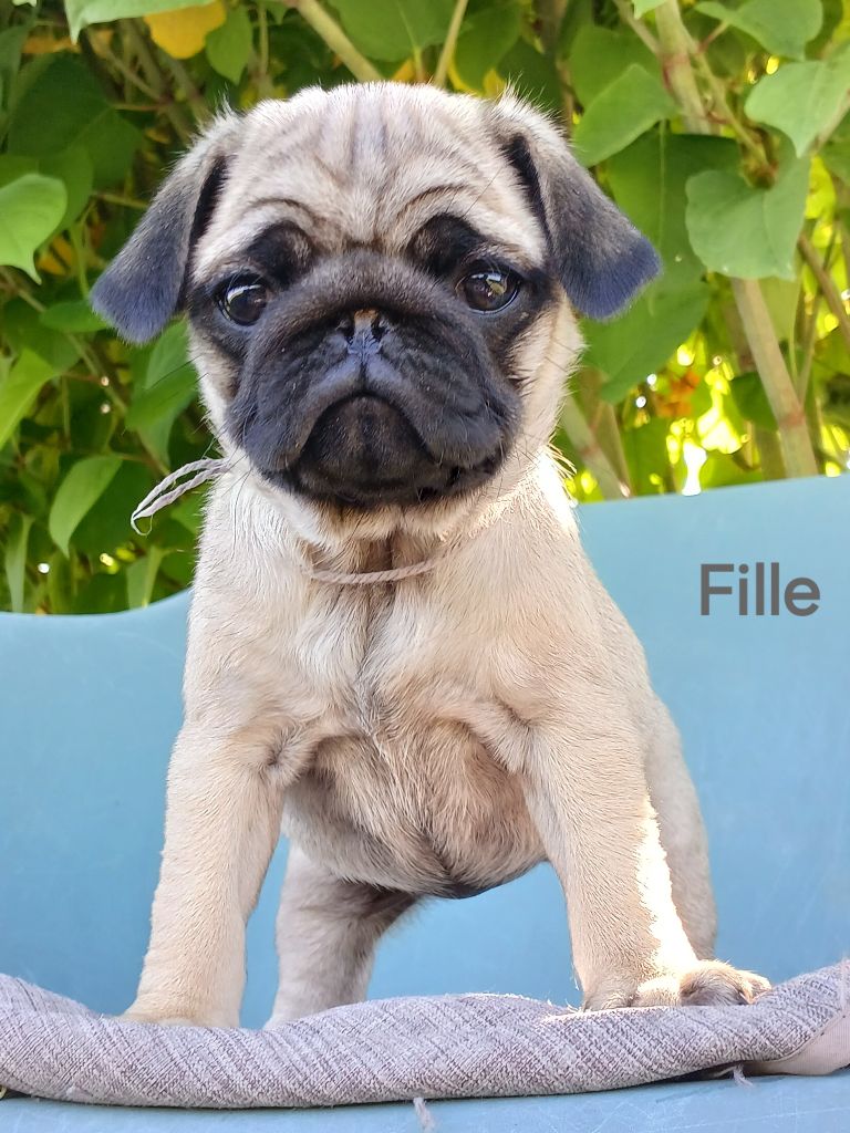du domaine de la Rocherie - Chiots disponibles - Carlin