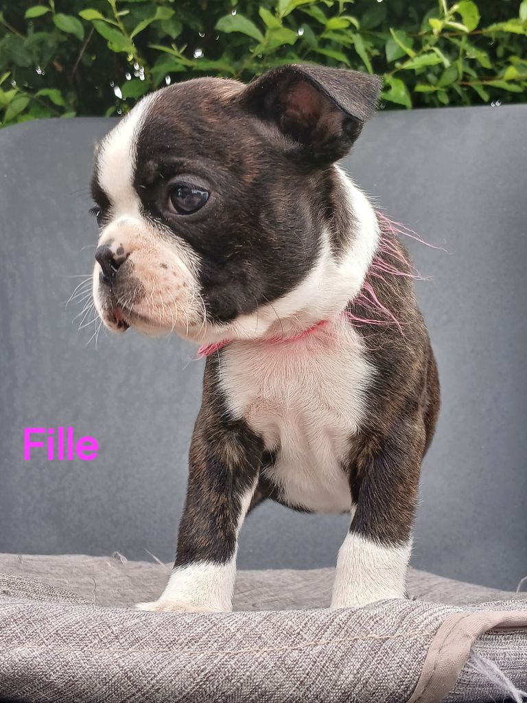 du domaine de la Rocherie - Chiots disponibles - Boston Terrier