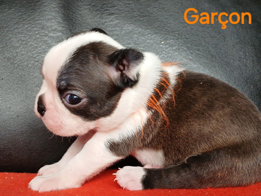 du domaine de la Rocherie - Chiots disponibles - Boston Terrier
