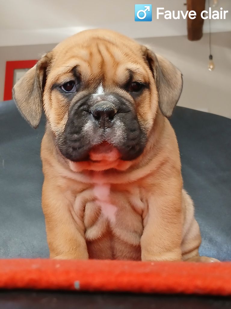 du domaine de la Rocherie - Chiots disponibles - Bulldog Anglais