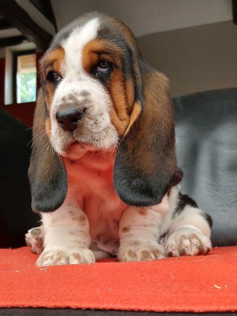 du domaine de la Rocherie - Chiots disponibles - Basset Hound