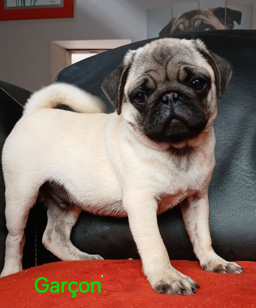 du domaine de la Rocherie - Chiots disponibles - Carlin