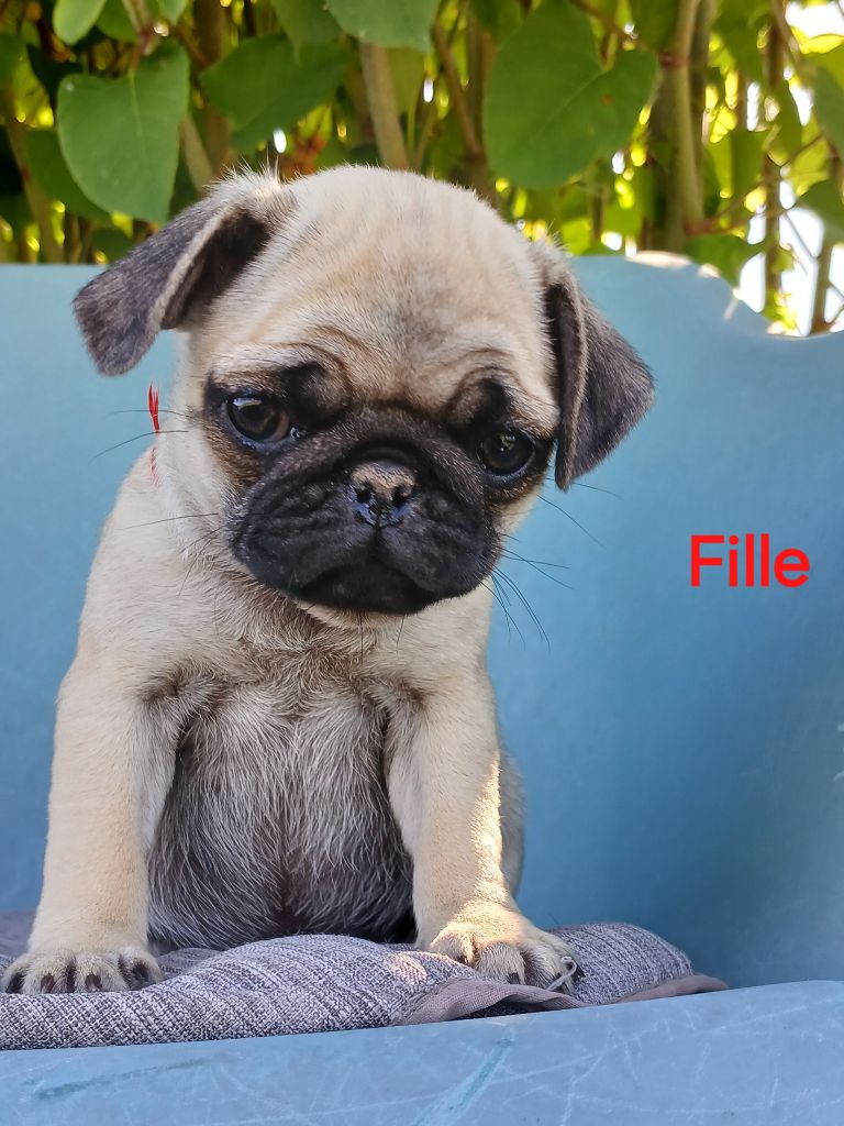 du domaine de la Rocherie - Chiots disponibles - Carlin