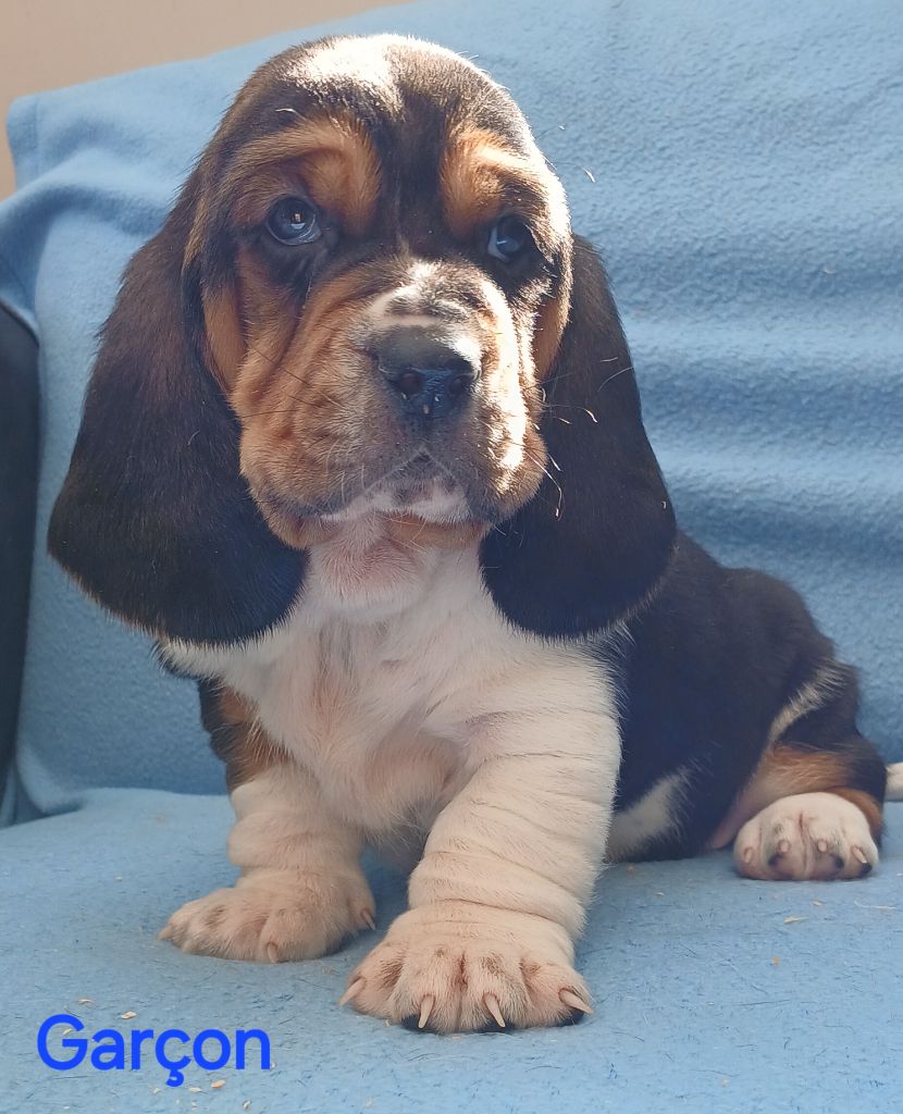 du domaine de la Rocherie - Chiots disponibles - Basset Hound