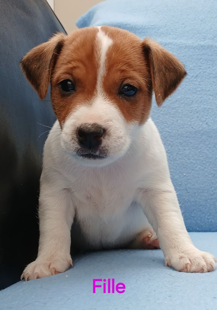 du domaine de la Rocherie - Chiots disponibles - Jack Russell Terrier