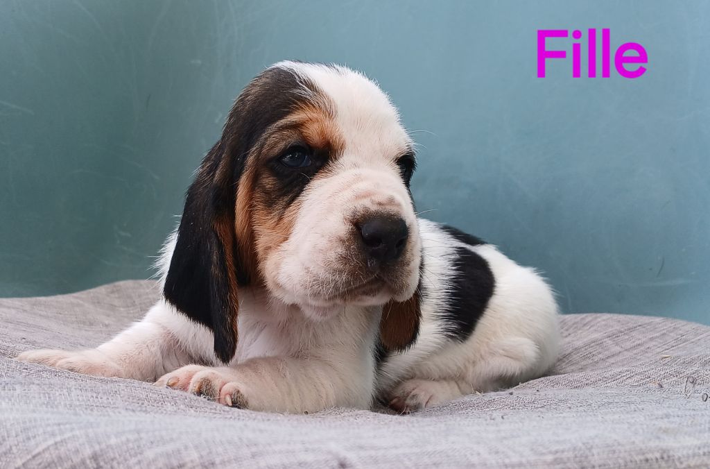 du domaine de la Rocherie - Chiots disponibles - Basset Hound