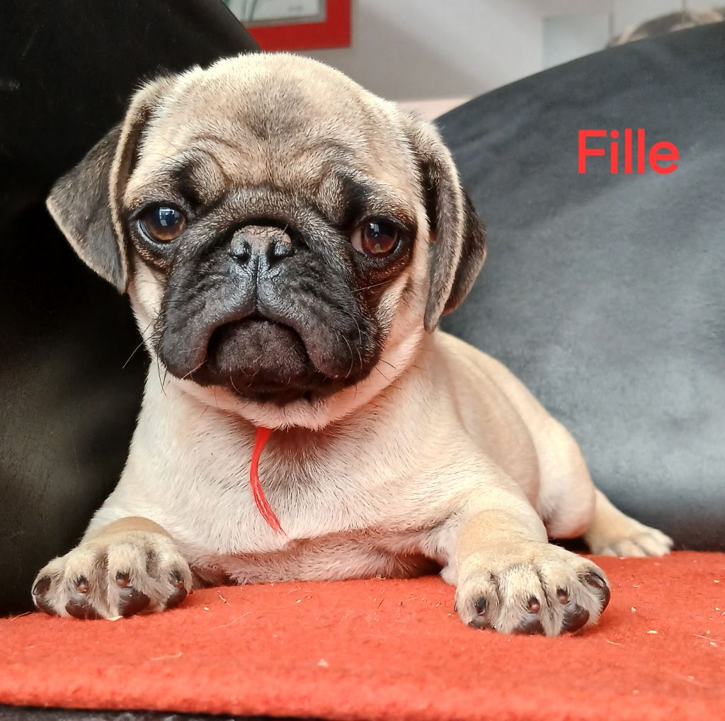 du domaine de la Rocherie - Chiots disponibles - Carlin