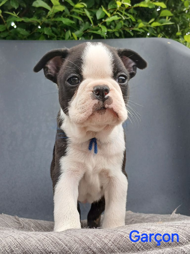 du domaine de la Rocherie - Chiots disponibles - Boston Terrier